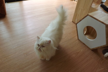 店内の猫